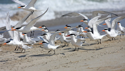 Royal terns