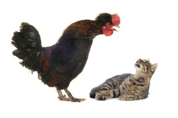 black cock and cat