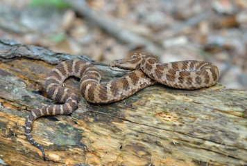 Snake (Agkistrodon saxatilis) 20