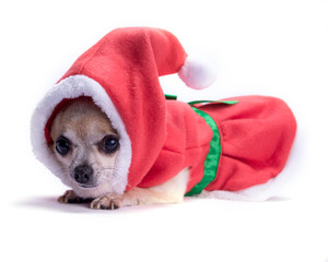 Santa Claus Dog