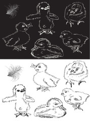 monochrome chickens and duckings sketch