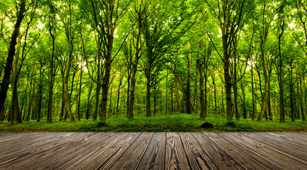 Fototapeta forest trees. obraz