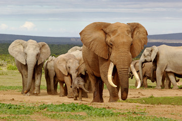 Fototapeta na wymiar Stado słoni