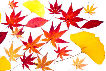 Fototapeta na wymiar maple and ginkgo leaves