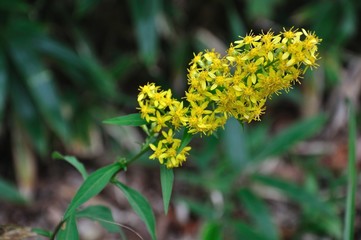 アキノキリンソウ