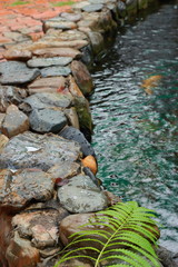 Fern on a rock by a pond