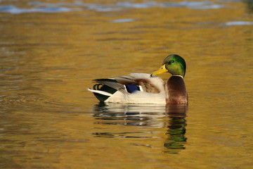 Mallard Duck © artel120(Minasyan)
