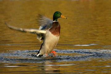 Kaczka Krzyżówka(Mallard Duck)