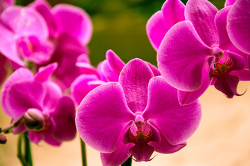 Obraz premium Orchid