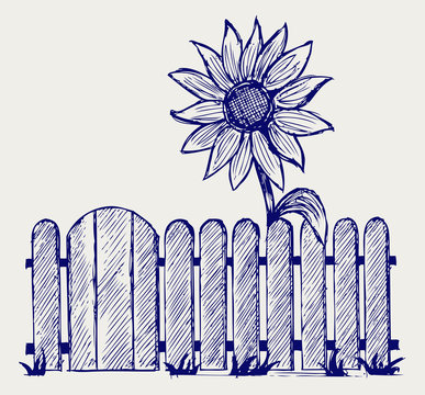 recommend clip art: Sunflower and fence. Doodle style