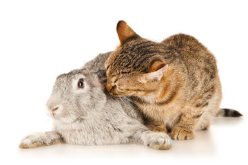 Gray rabbit and cat, isolated on white