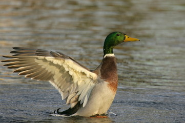 Mallard Duck © artel120(Minasyan)