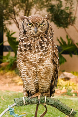 Owl