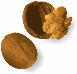 Vector walnut