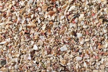 Crushed seashells