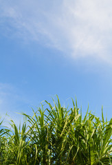 Pandanus tectorius with blue sky