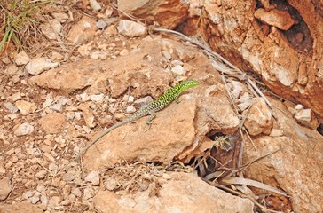 Lizard in national park 