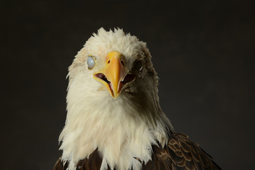 Fototapeta premium Portrait of Bald Eagle