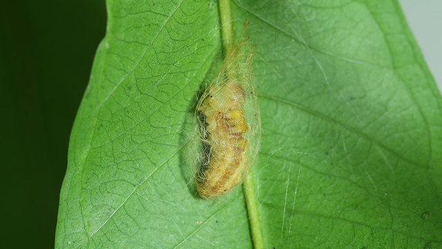 Tussock moth caterpillar spinning silk cocoon, time lapse