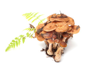 Armillaria.