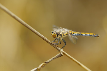 Dragonfly on a plant straw