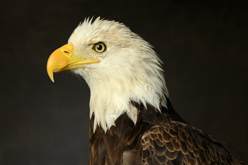 Portrait of Bald Eagle