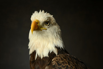 Bald Eagle portrait