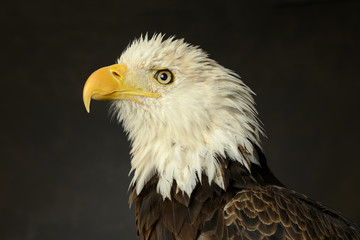 Bald Eagle portrait