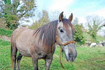 Primer plano de un caballo