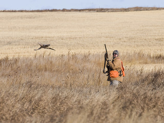 Hunting Pheasants