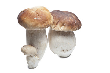 Boletus Edulis (Fungus)