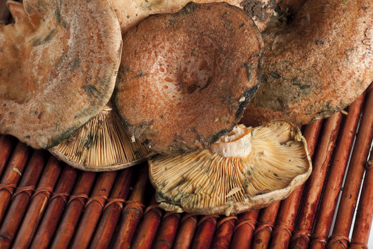 Saffron milk caps (Lactarius deliciosus)