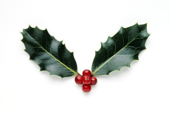 holly leaves isolated