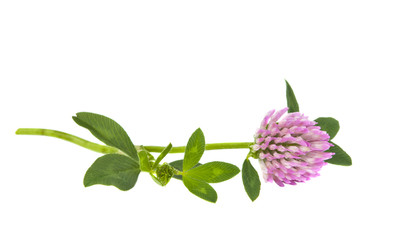 clover flowers isolated