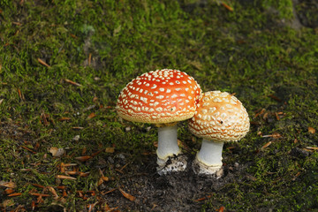 Amanita muscaria, fly agaric or fly amanita