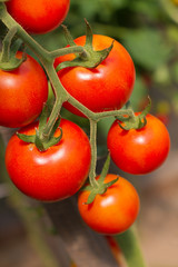 Fresh and ripe tomatoes ready for picking. Close up view of tasty red tomatoes growing in garden. Vertical shot, top view
