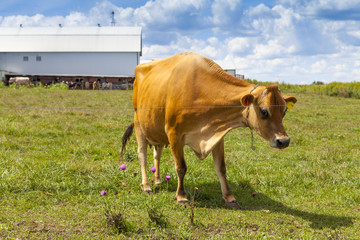 Fototapeta na wymiar Brown Cow on american farm
