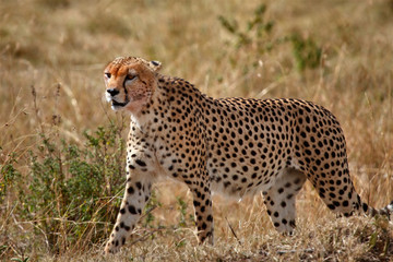 the fastest mammal in the world in the Masai Mara