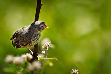 Darwin's finch, Galapagos