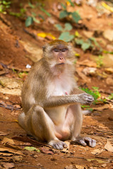 Naklejka na ściany i meble Makak małpa w Widelife, Tajlandia