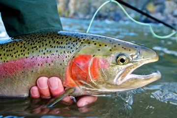 Wall murals Fishing Steelhead trout caught while fly fishing