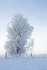 Frost on tree in winter