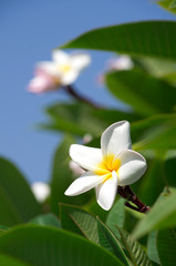 Obraz premium white plumeria flowers