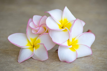 Fototapeta na wymiar kwiaty frangipani