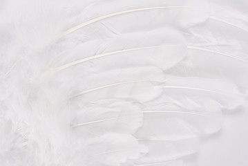 white wing feather texture macro