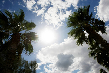 Fototapeta na wymiar Słoneczne niebo z palmami