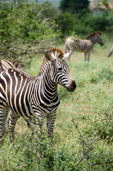 Fototapeta na wymiar Wildes Zebra