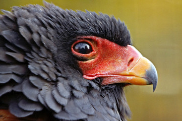 Bateleur © Vaclav Zilvar