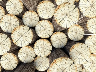Fototapeta premium Felled tree stumps, 3d background