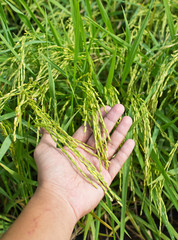Closeup rice on hand up in paddy
